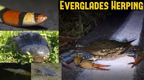 Herping In The Everglades Road Cruising A Blue Crab And Scarlet Snake