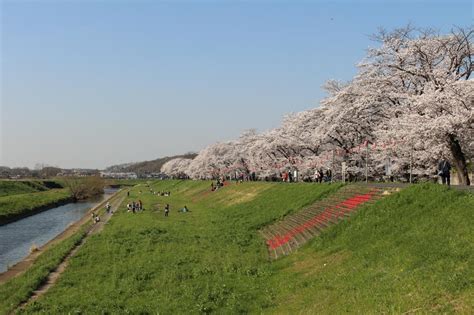 『桜と菜の花の競演を求めて、埼玉吉見のさくら堤公園へ』東松山埼玉県の旅行記・ブログ By 天空の城さん【フォートラベル】