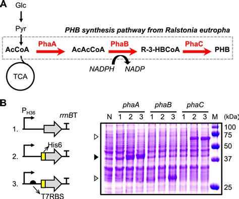 Engineering R Eutropha Phb Synthesis Pathway In C Glutamicum A Phb