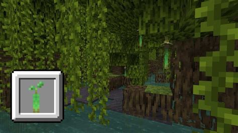 How To Obtain Mangrove Trees In Minecraft The Wild Update