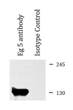 Anti Eg 5 Antibody ARG53992 Arigo Biolaboratories