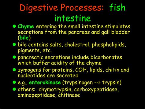 PPT Digestion And Nutrient Metabolism PowerPoint Presentation Free