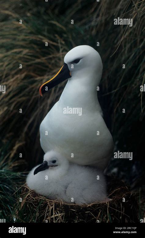 Yellow Nosed Albatross With Chicks In Nest Amsterdam Island Sub