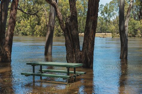 Under Water Murrumbidgee River Flood Plain Narrandera N Ian