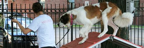 diy dog obstacle  animal rescue league  boston