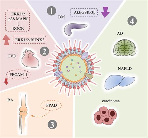 The Role Of Porphyromonas Gingivalis Outer Membrane Vesicles In