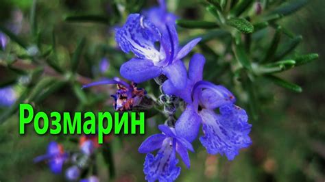 Это РАСТЕНИЕ очищает, стимулирует, для КОЖИ, ПЕЧЕНИ, СЕРДЦА... - YouTube
