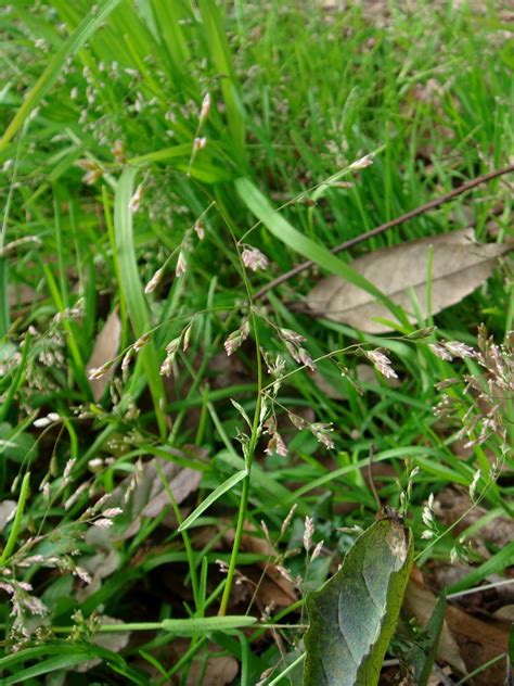 Poa Annua L