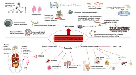 Overview Of The Consequences Of Iron Deficiency And Anemia In