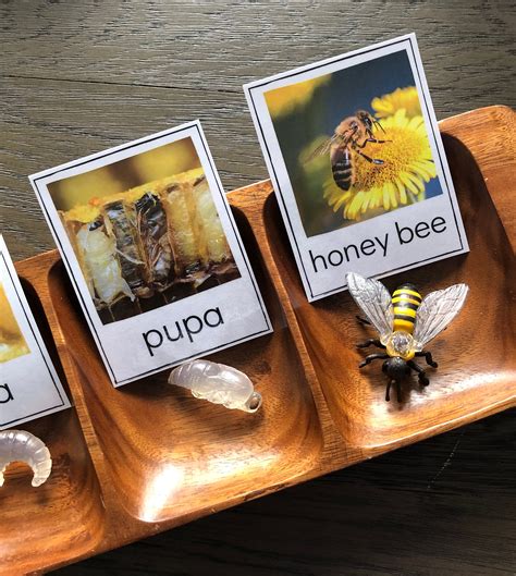 Honey Bee Life Cycle Safari LTD Identification Cards - Etsy