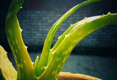 Aloe Vera Benefits That Will Make You Plant It At Home