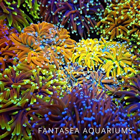 Torch Coral Care & Info | Euphyllia Glabrescens | FantaSEA