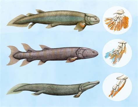 Fish fingers and bilateral symmetry — new fossils shed light on critical stages of evolution ...