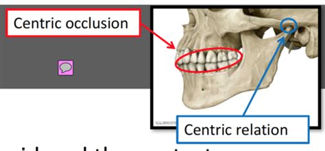 Dental Anatomy Flashcards Quizlet