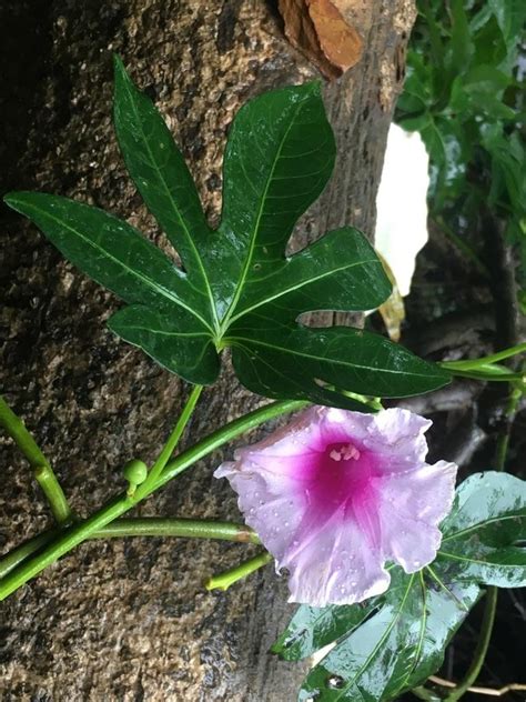 Ipomoea Mauritiana Picturethis