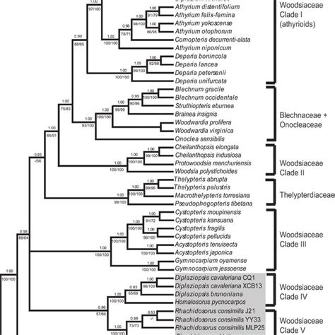 Fifty Percent Majority Rule Consensus Tree From Bayesian Inference Bi