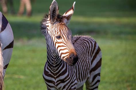 Newborn Zebra Foals Make Savanna Debut at Disney’s Animal Kingdom | Chip and Company