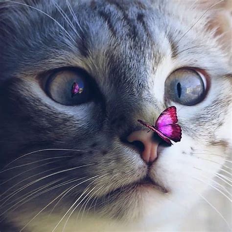 Pin By Uℓviyya S ♡ 2 On ♔ Butterflies Cute Cats Beautiful Cats