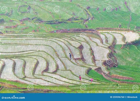 Aerial View of the Green Landscape of Rice Fields in Vietnam Stock ...