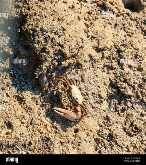 Sand Fiddler Crab Uca Pugilator Crustacean Hi Res Stock Photography And