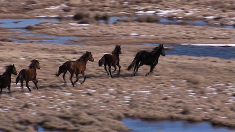 Brumbies - ABC News