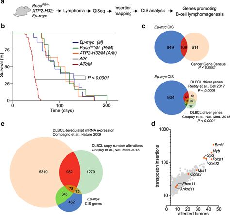 Transposon Mutagenesis Promotes B Cell Lymphomagenesis A Outline Of