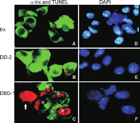 Dbd Induces Apoptosis In B Cells Murine Melanoma Cells B Were