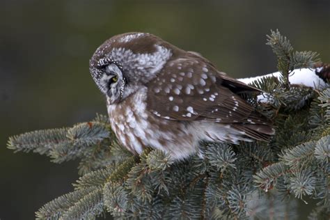 Boreal Owl: Elusive Nocturnal Predator with Unique Hunting Habits