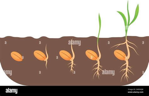 Etapas De Crecimiento De La Semilla Proceso De Crecimiento De Plantas En Suelos Aislados Sobre