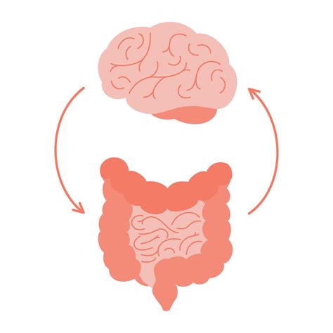 Connection Of Cute Healthy Happy Brain And Intestine Gut Relation