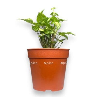 Живые комнатные растения купить, цветы в горшках с доставкой - Pilea