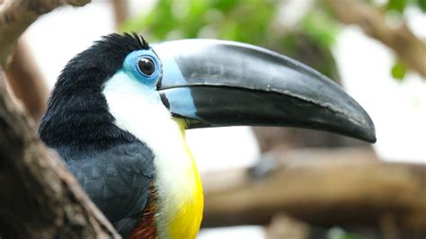 Exotic Toucan in Close-up View · Free Stock Photo