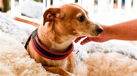 Fiuto Il Ristorante A Roma Per Cani E Padroni