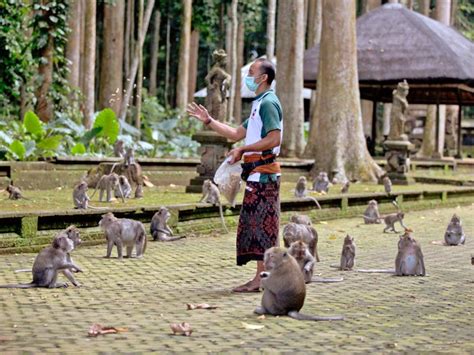 Hungry Bali Monkeys Dependent on Tourists' Snacks Are Raiding Villages