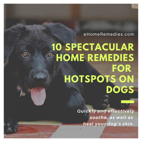 10 Spectacular Home Remedies For Hotspots On Dogs