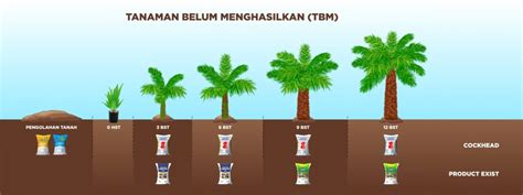 Rekomendasi Pupuk Vegetatif Tanaman Sawit