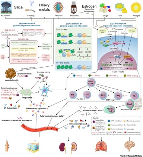 Hidden Mysteries Behind Genome Epigenome And Exposome Of Lupus