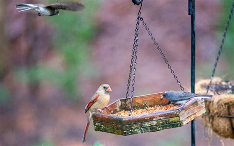 How To Attract Birds To Your Backyard Backyardpatiolife