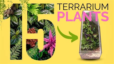 Exploring Unique Terrarium Plant Varieties Actualizado August 2024