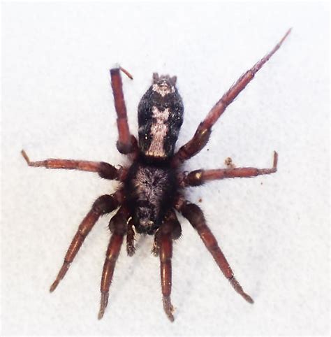 Eastern Parson Spider Herpyllus Ecclesiasticus Bugguide