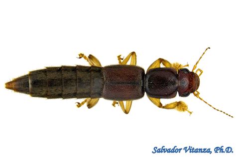 Coleoptera Staphylinidae Pinophilus Rove Beetles D Urban Programs