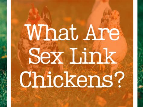 What Are Sex Link Chickens