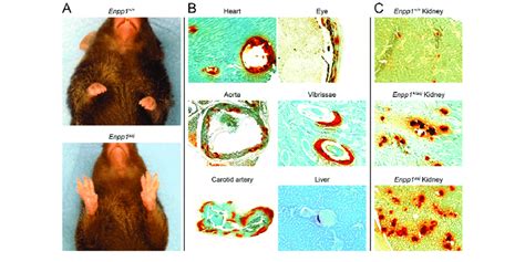 Phenotypic Presentation And Aberrant Mineralization In Asj Mice At