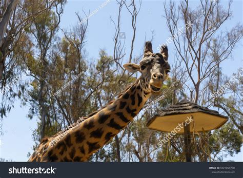 Giraffe Close Showing Teeth Stock Illustration 1821058700 | Shutterstock