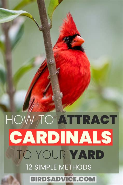 How To Attract Cardinals To Your Yard Tips And Advice For Bird Lovers