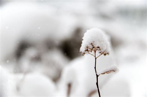 Kostenlose Foto Natur Ast Schnee Winter Schwarz Und Wei Pflanze