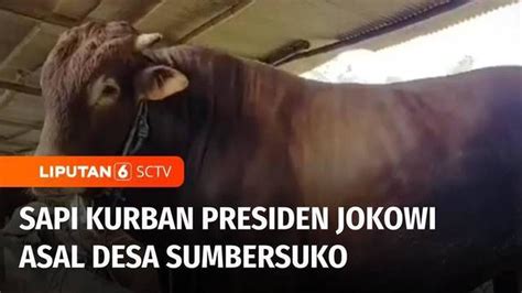 VIDEO Presiden Jokowi Beli Sapi Limousin Milik Warga Lumajang TV