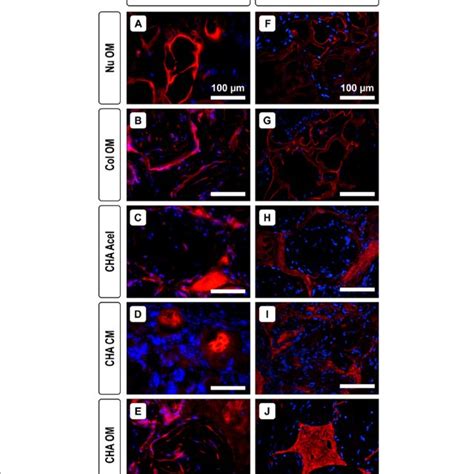 Osteogenic markers in explanted constructs. Representative ...