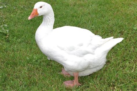 Aesops Awesome Fables The Goose