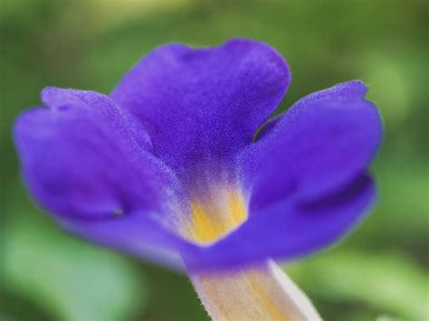 Colorful Flower Macro Shot Free Stock Photo Public Domain Pictures